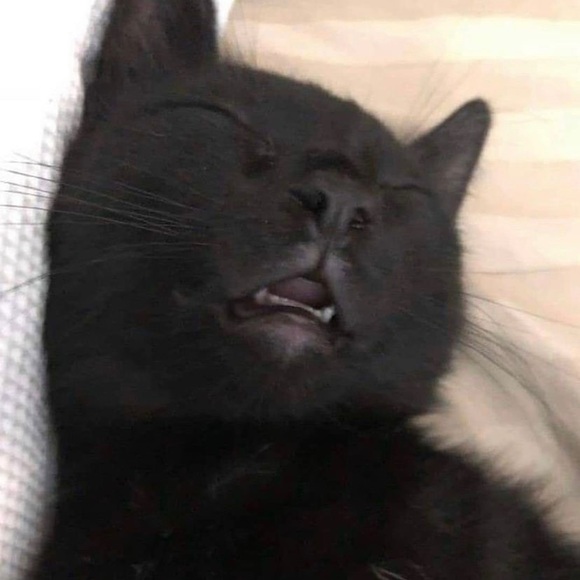 wgv